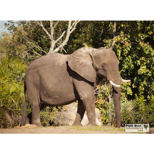kilimanjaro-safaris-elephant